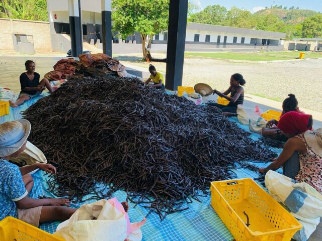 La préparation des gousses de vanille de Spice Road, récolte 2025, se poursuit à Madagascar. Après l’échaudage et l’étuvage, elles sont disposées sur des couvertures et exposées au soleil au moins 3 heures par jour. Elles sont ensuite ramassées et stockées à l’ ombre.
Au fil des jours, elles perdent leur eau et gagnent en souplesse. Un premier tri permet de retirer celles ayant achevé cette première phase de séchage, avec le soin de nos préparateurs.#spiceroad #vanille #madagascar #vanillegousses #récolte2025 #séchage #savoirfaire #produitnaturel #developpementdurableDrying
Slow drying of the beans, alternating sun and shade, reduces humidity, develops aromas and prevents mildew.#spiceroad #vanilla #madagascar #2025harvest #vanillabeans #drying #naturalproducts #sustainability