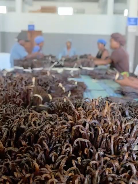 Le bruit du triage ne trompe pas. Gestes précis, contrôle minutieux. Vanilles d’ extraction prêtes à l’export.#spiceroad #vanilleextraction #triage #contrôlequalité #madagascarListen ! Hands move with precision.
Every vanilla checked, ready for export