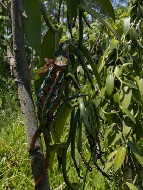 Arrêt sur image : ce caméléon qui s’invite sur un plant de vanille.
C’est toujours un vrai plaisir de vous emmener avec nous au cœur des plantations, lors des vérifications de parcelles auprès de nos producteurs partenaires.
Des moments simples et authentiques, où la nature nous rappelle toute la richesse et la beauté de la vanille… mais aussi l’importance d’une biodiversité préservée et d’un écosystème sain.A beautiful reminder of the rich biodiversity surrounding our vanilla plantations.#spiceroad #vanille #biodiversité #développementdurable #madagascar